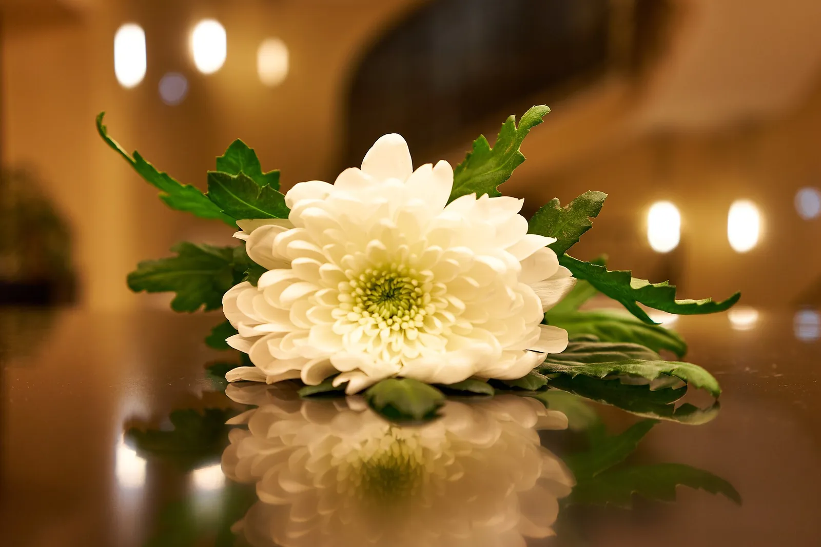 A single white chrysanthemum on a dark table.